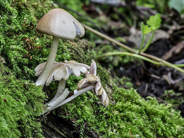 drobuľka Candolleova Psathyrella cf. candolleana (Fr.) Maire