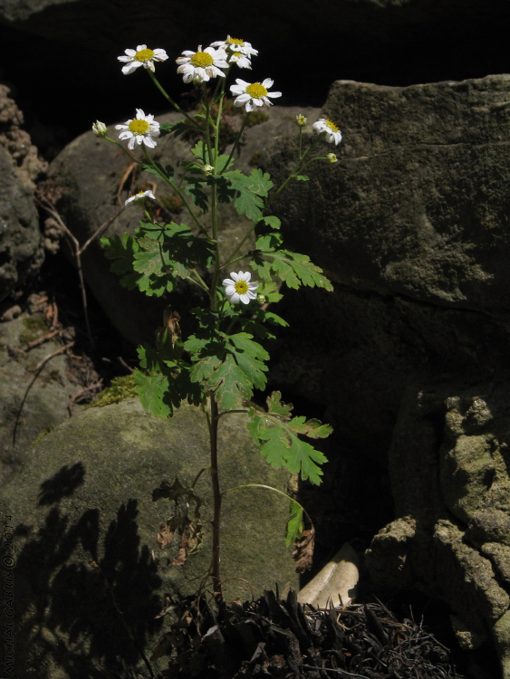 rimbaba obyčajná Pyrethrum parthenium (L.) Sm.