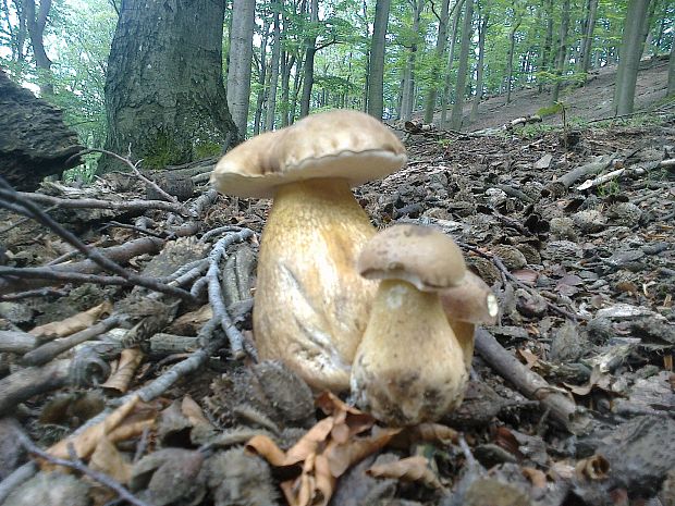 podhríb žlčový Tylopilus felleus (Bull.) P. Karst.