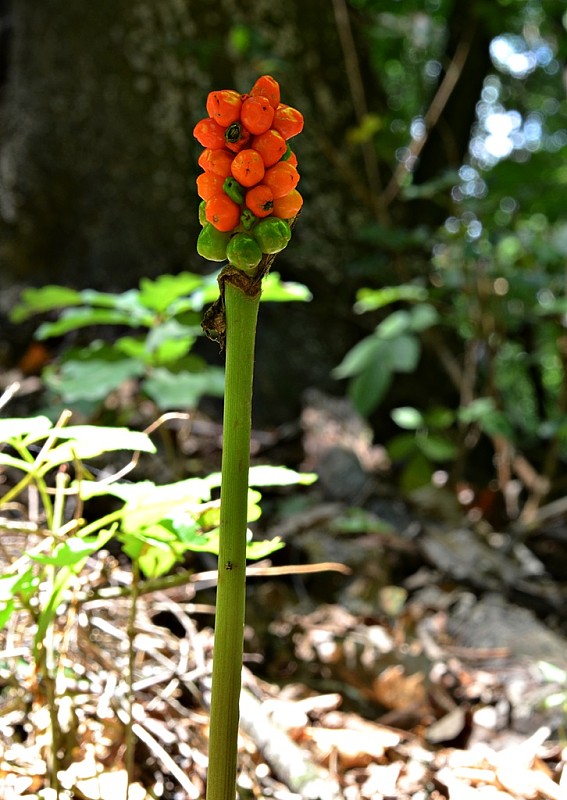 áron alpský Arum alpinum Schott et Kotschy