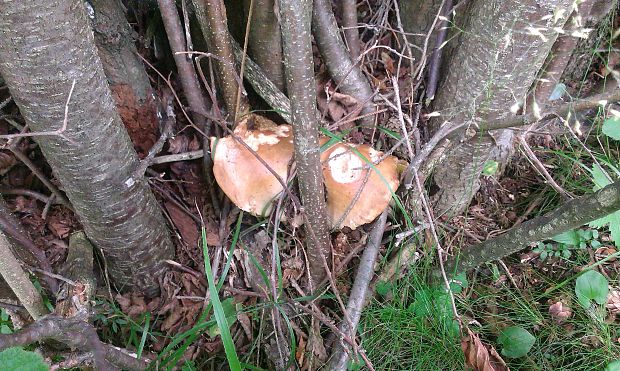 hríb smrekový Boletus edulis Bull.