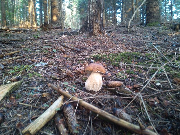 hríb Boletus sp.