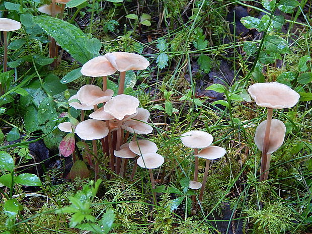 peniazovka nakopená Connopus acervatus (Fr.) K.W. Hughes, Mather & R.H. Petersen