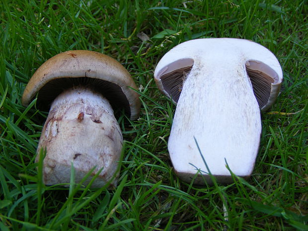 pavučinovec Cortinarius sp.