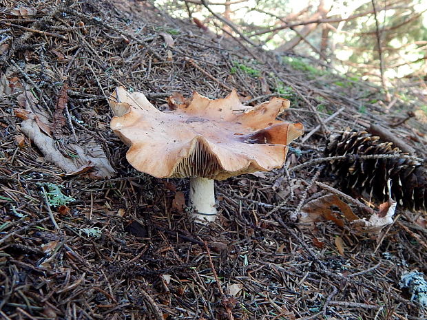 pavučinovec Cortinarius sp.