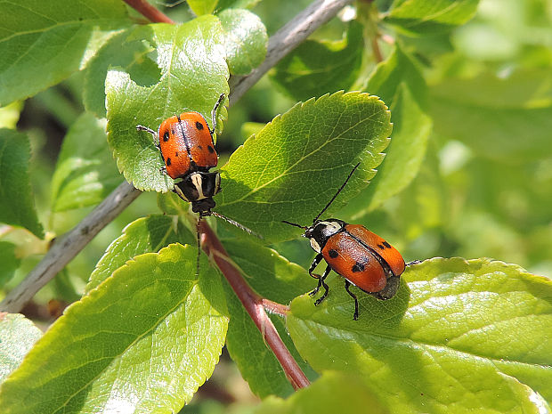 krytohlav (SK aj CZ) Cryptocephalus octopunctatus Scopoli, 1763