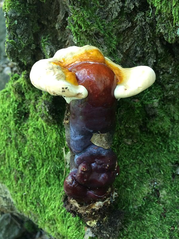 lesklokôrovka obyčajná Ganoderma lucidum (Curtis) P. Karst.