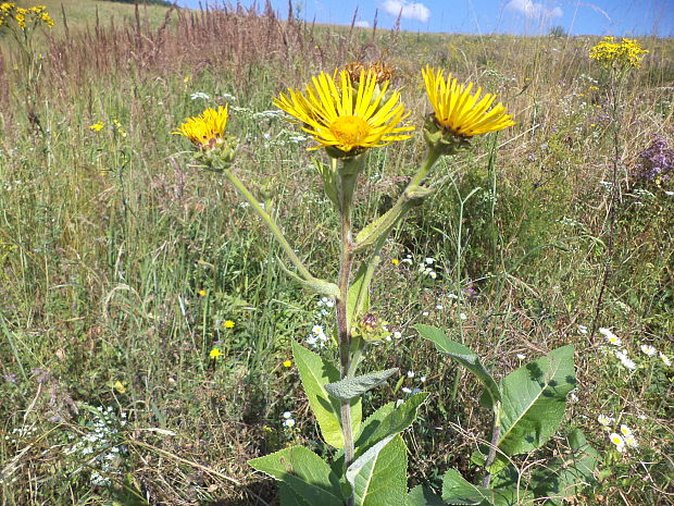 oman pravý Inula helenium L.