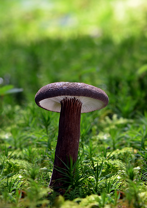 rýdzik čiernozamatový Lactarius lignyotus Fr.