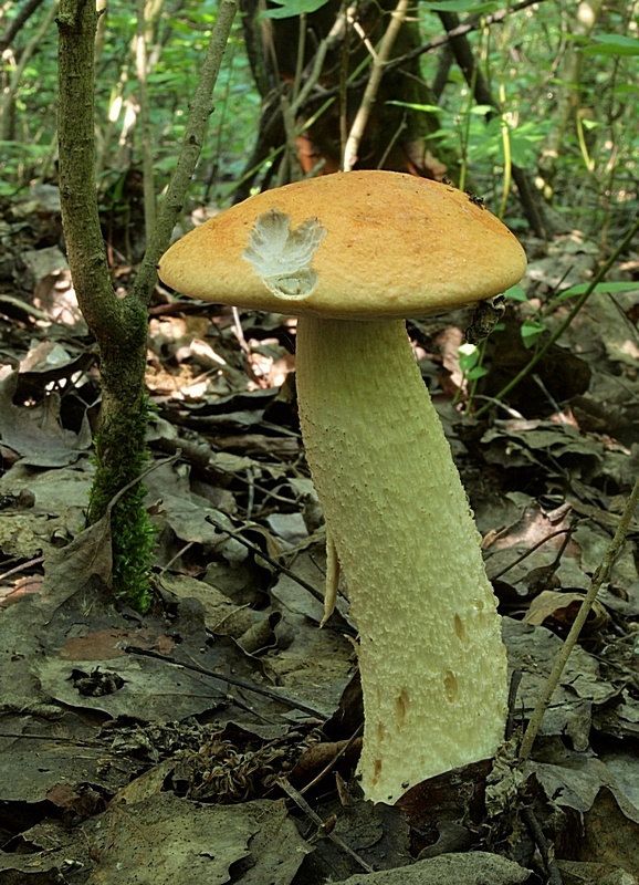 kozák osikový Leccinum albostipitatum den Bakker & Noordel.