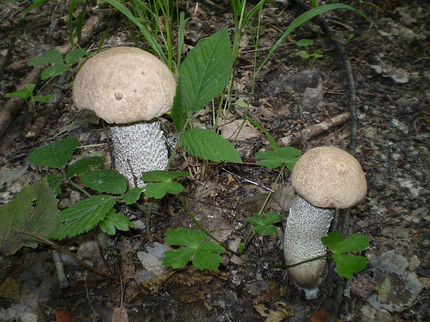 kozák topoľový Leccinum duriusculum (Schulzer ex Kalchbr.) Singer