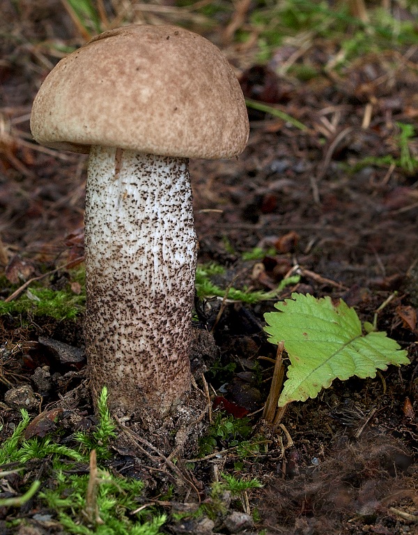 kozák topoľový Leccinum duriusculum (Schulzer ex Kalchbr.) Singer