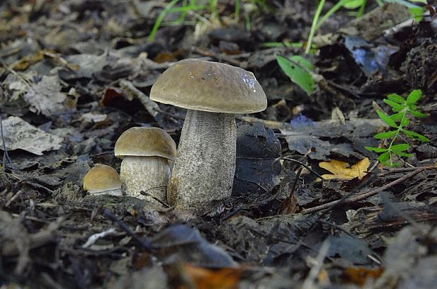 kozák hrabový Leccinum pseudoscabrum (Kallenb.) Šutara