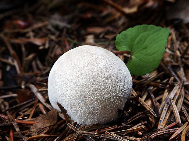 prášnica hruškovitá Lycoperdon pyriforme Schaeff.