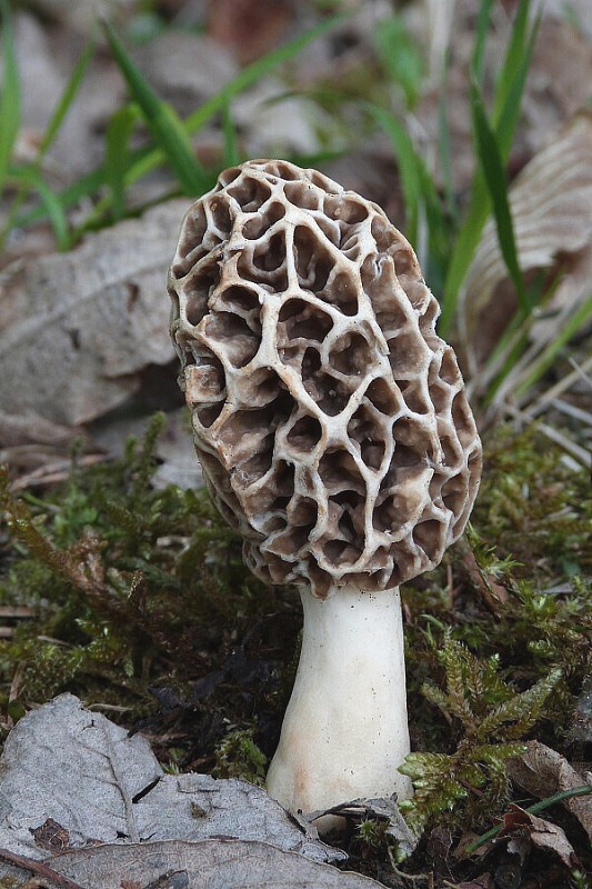 smrčok jedlý Morchella esculenta (L.) Pers.