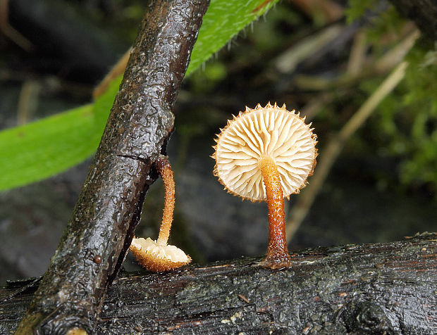 šupináčik obyčajný Phaeomarasmius erinaceus (Fr.) Scherff. ex Romagn.