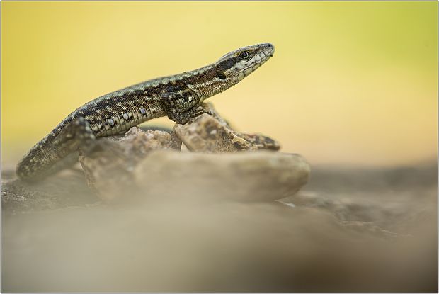 jašterica murová Podarcis muralis