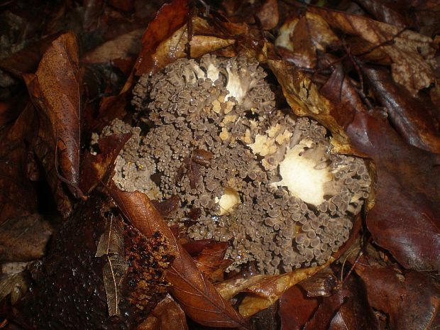 trúdnik klobúčkatý Polyporus umbellatus (Pers.) Fr.