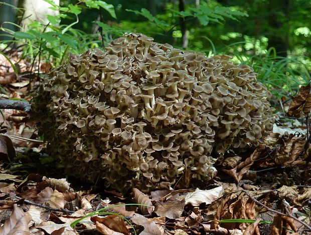 trúdnik klobúčkatý Polyporus umbellatus (Pers.) Fr.