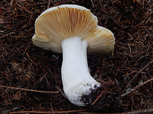 plávka žĺtková Russula cf. acetolens Rauschert