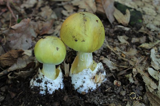 muchotrávka zelená Amanita phalloides (Vaill. ex Fr.) Link