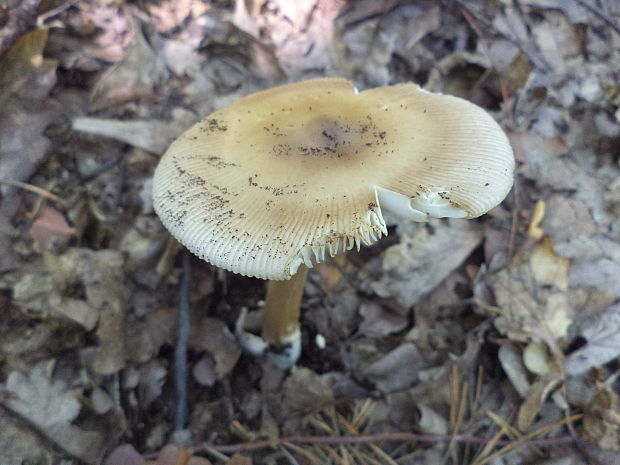 muchotrávka Amanita sp.