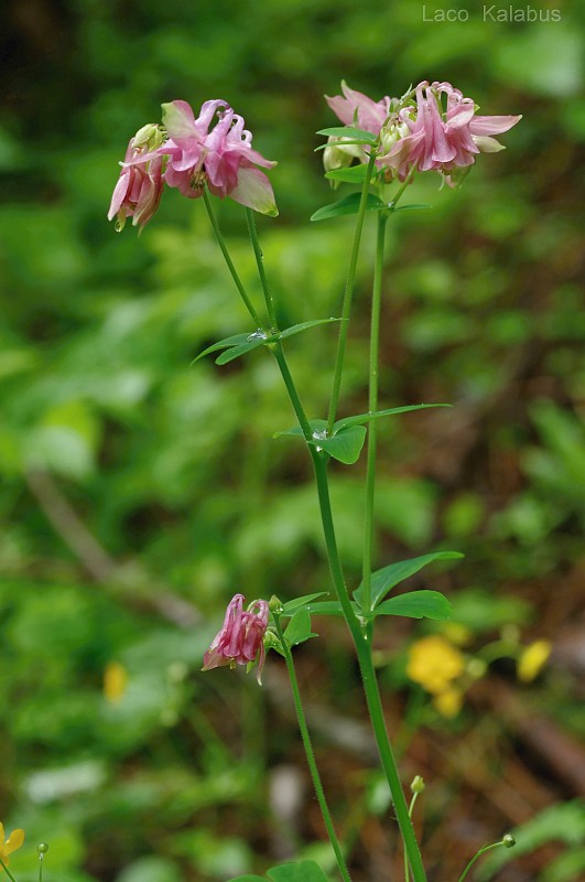 orlíček obyčajný Aquilegia vulgaris L.