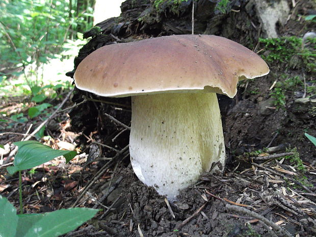 hríb smrekový Boletus edulis Bull.