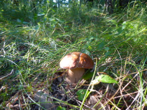 hríb dubový Boletus reticulatus Schaeff.