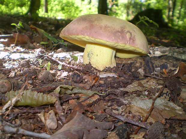 hríb kráľovský Butyriboletus regius (Krombh.) D. Arora & J.L. Frank