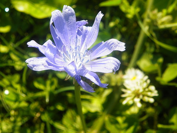 čakanka obyčajná Cichorium intybus L.