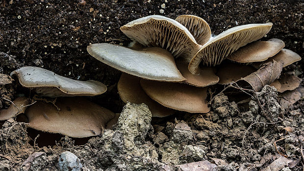 pahliva? Crepidotus sp.