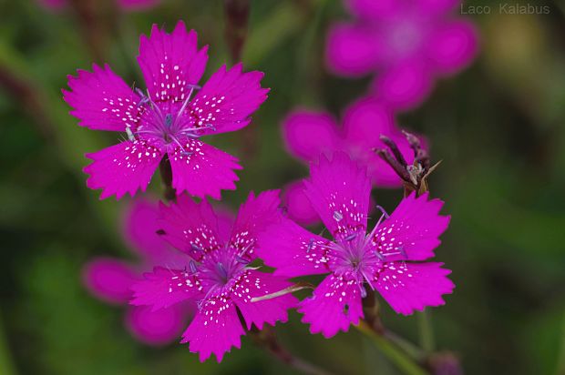 klinček slzičkový Dianthus deltoides L.