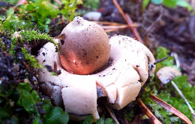 hviezdovka strapkatá Geastrum fimbriatum Fr.