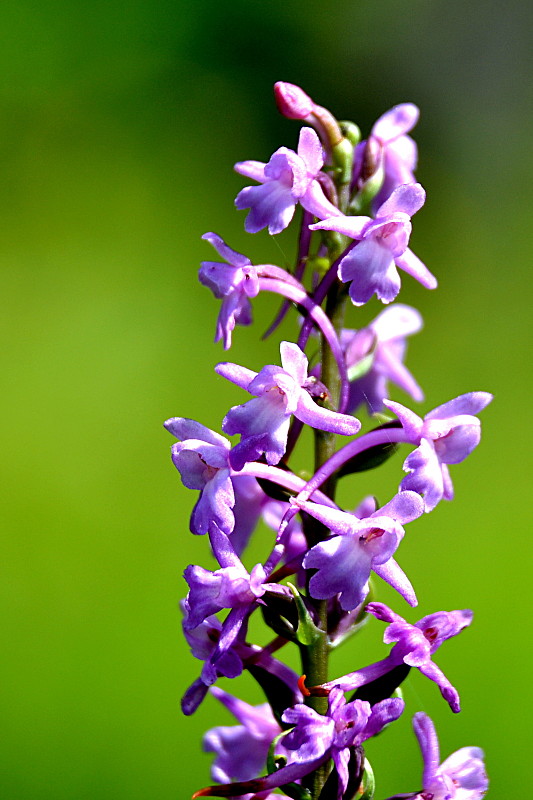 päťprstnica obyčajná Gymnadenia conopsea  (L.) R. Br.