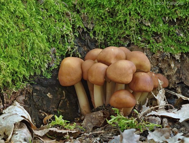 peniazovka vretenovitohlúbiková Gymnopus fusipes (Bull.) Gray