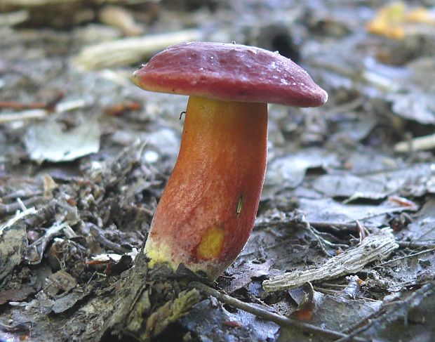 suchohríb karmínový Hortiboletus rubellus (Krombh.) Simonini, Vizzini & Gelardi