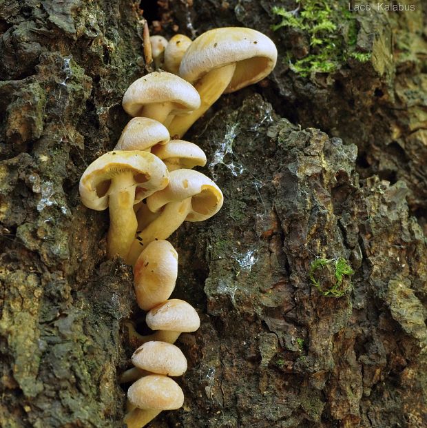 strapcovka zväzkovitá Hypholoma fasciculare (Huds.) P. Kumm.