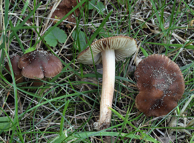 vláknica Inocybe cf. subcarpta  Kühner & Boursier