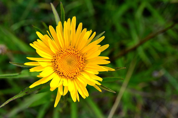 oman mečolistý Inula ensifolia  L.