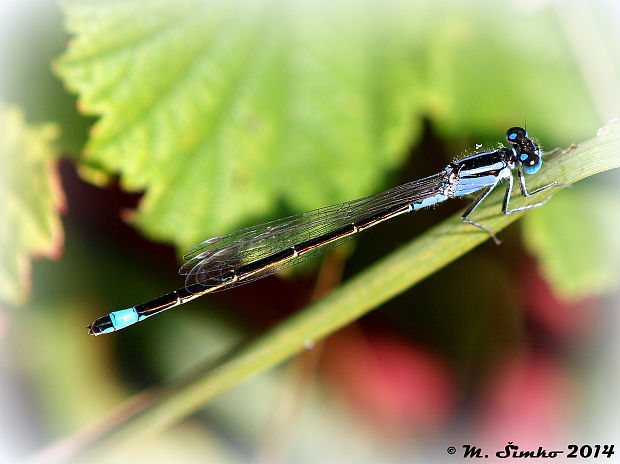 šidielko väčšie Ischnura elegans