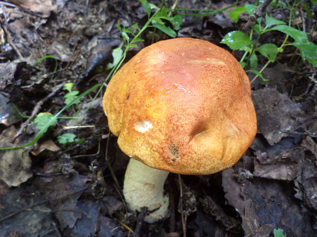 kozák osikový Leccinum albostipitatum den Bakker & Noordel.