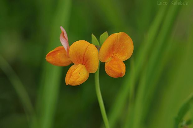 ľadenec rožkatý Lotus corniculatus L.