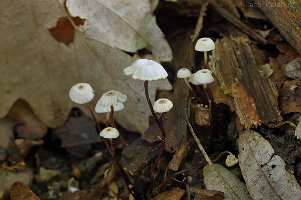 tanečnica golieriková Marasmius rotula (Scop.) Fr.