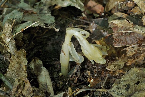 hniliak smrekový Monotropa hypopitys L.