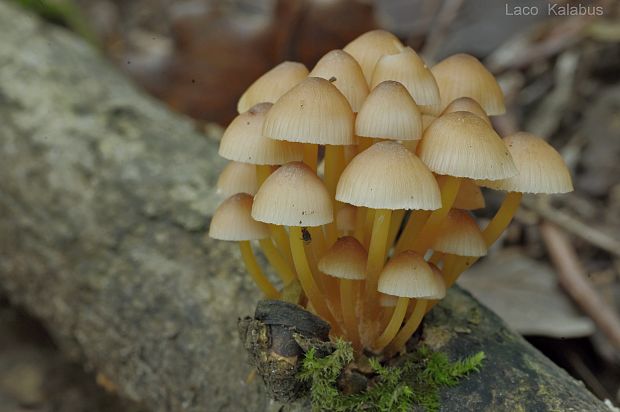 prilbička žltohlúbiková Mycena renati Quél.