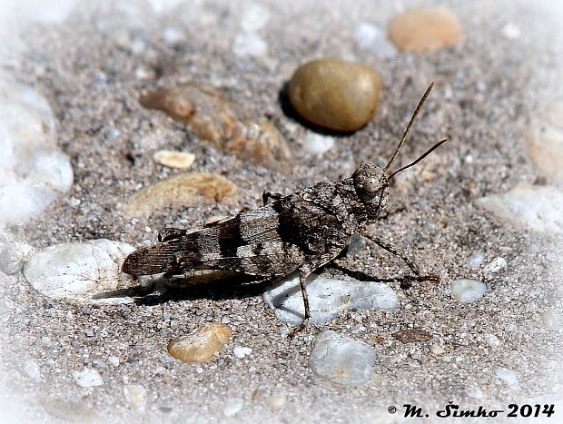 koník modrokrídly  Oedipoda caerulescens