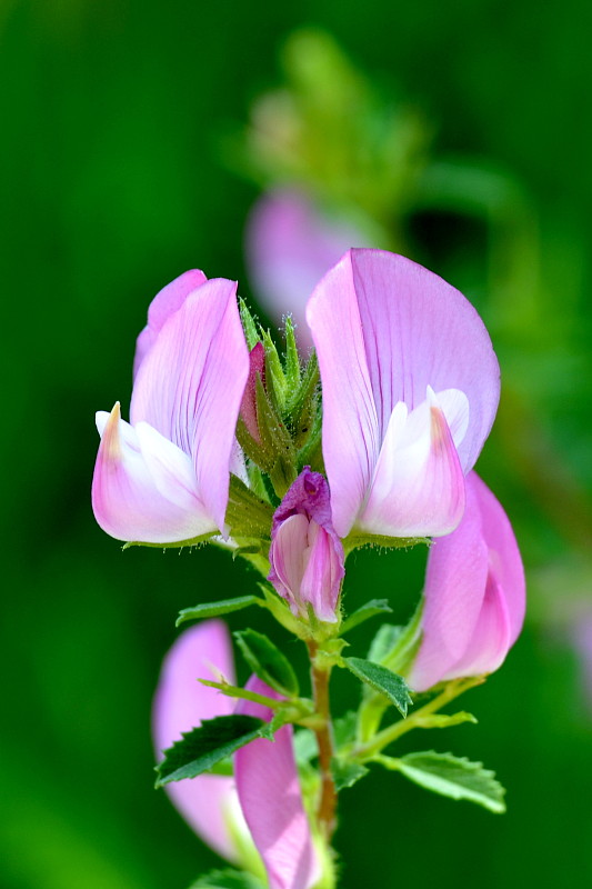 ihlica tŕnitá Ononis spinosa L.