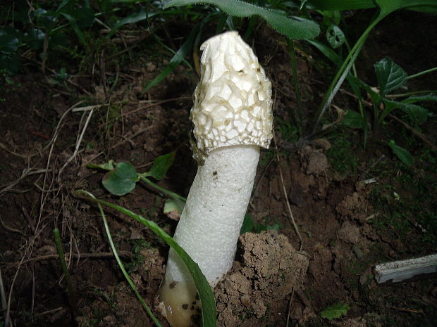 hadovka smradľavá Phallus impudicus L.