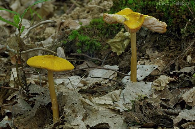 štítovka žltá Pluteus leoninus (Schaeff.) P. Kumm.